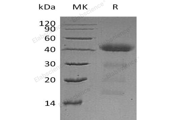 Валидация Elabscience PKSH033242(3583)