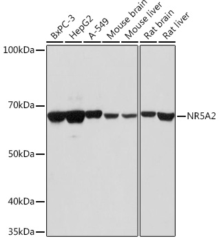 Валидация Elabscience E-AB-66126