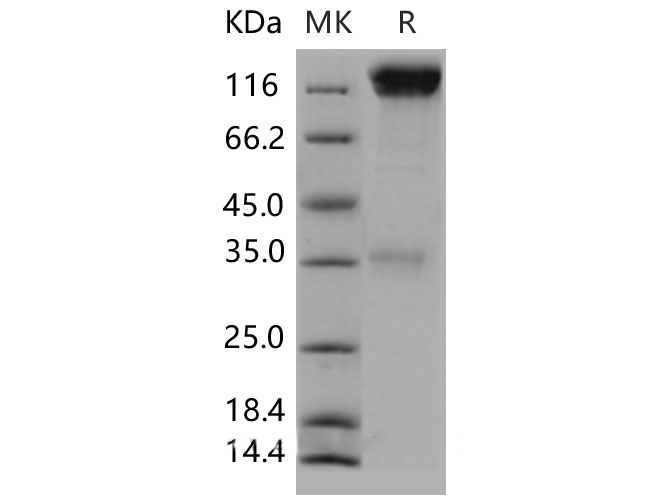 Валидация Elabscience PKSM040526(4517)