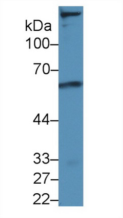 9767