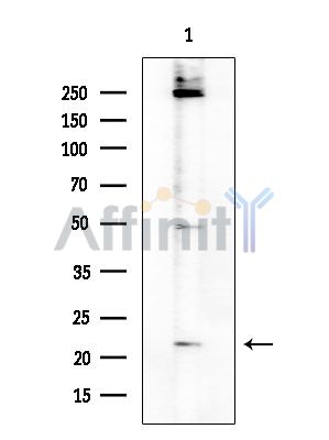 Валидация Affinity DF8516 - 20381