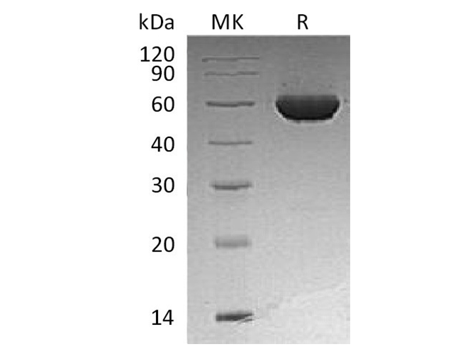 Валидация Elabscience PKSH032053(2606)
