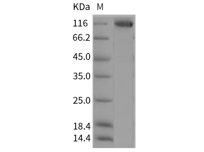 Валидация Elabscience PKSR030189(5552)