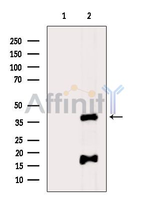 Валидация Affinity DF9028 - 21261