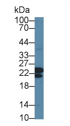 12641