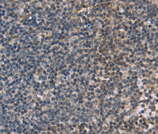 Валидация Elabscience E-AB-15274