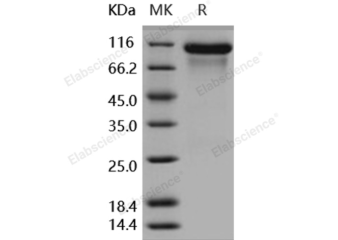 Валидация Elabscience PKSH031766(2401)