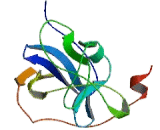 Retinoic Acid Inducible Gene 1 Protein (RIG1)