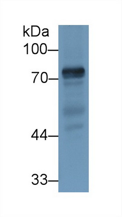 25492