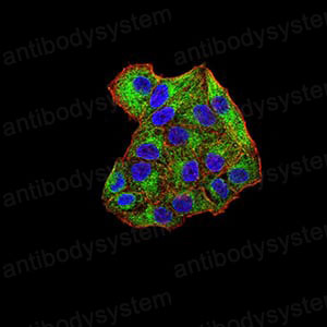 Валидация IF - AntibodySystem RHE43003