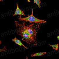 Валидация IF - AntibodySystem RHH34303