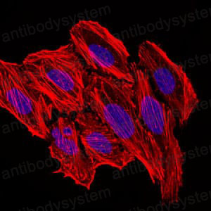 Валидация IF - AntibodySystem RHC97803 (482)