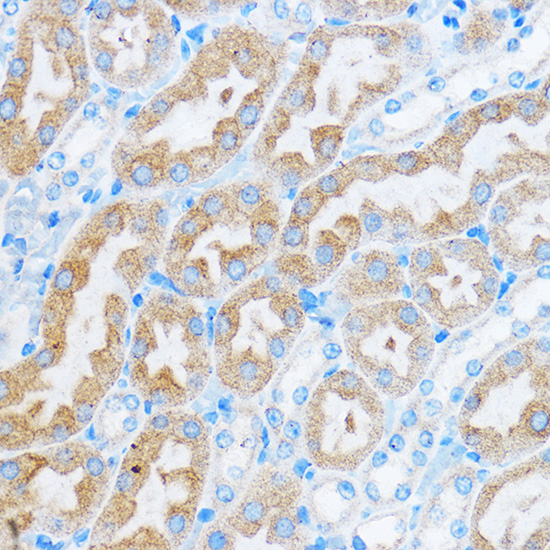 A17594, иммуногистохимия, парафиновые срезы почки мыши (15601)