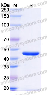 EHG85201, SDS-PAGE