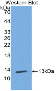 55462