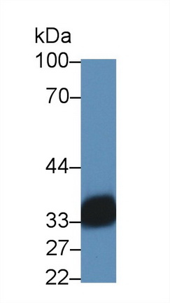 28506
