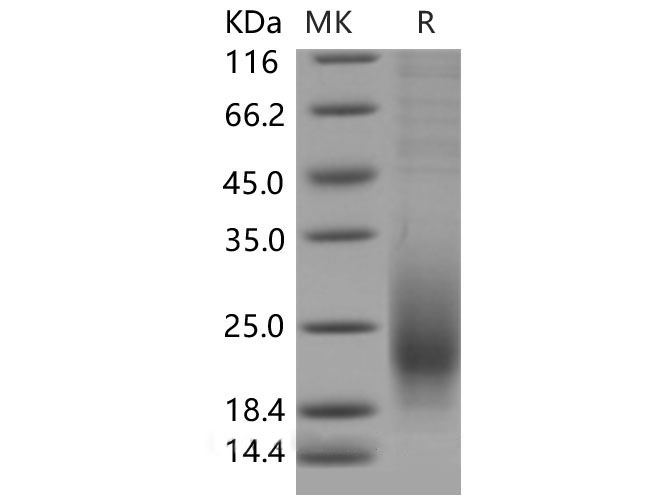 Валидация Elabscience PKSM040523(4514)
