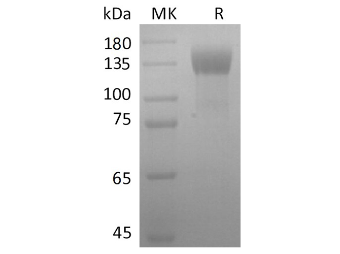 Валидация Elabscience PKSR030479(5784)
