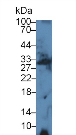 12436