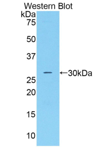 48680