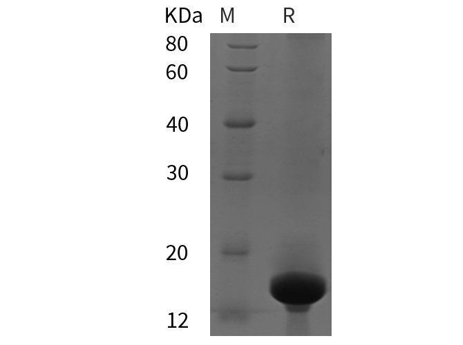 Валидация Elabscience PDER100207(740)