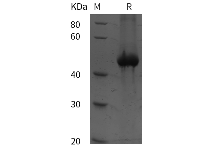 Валидация Elabscience PDEH100978(391)