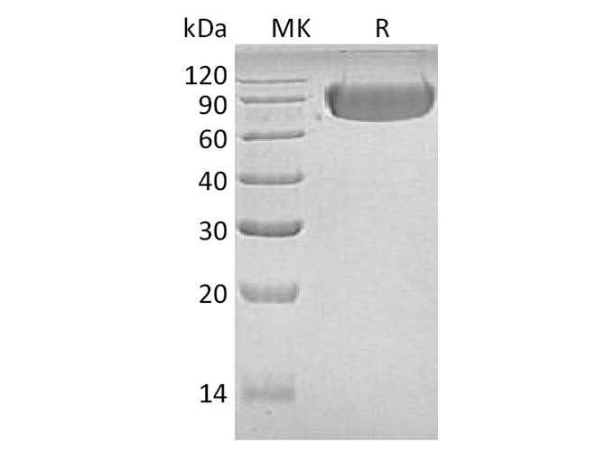 Валидация Elabscience PKSH033597(3890)