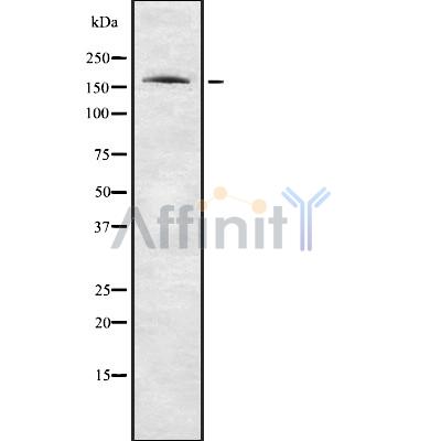 Валидация Affinity DF8257 - 20093
