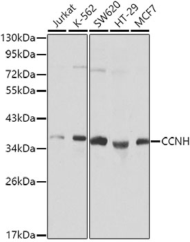 Валидация Elabscience E-AB-60135