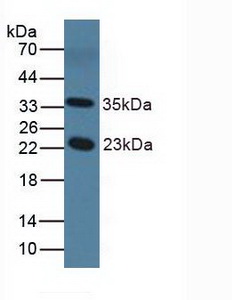 5259