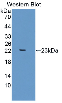 57163