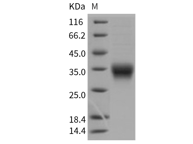 Валидация Elabscience PKSM040706(4683)