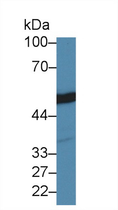 10450