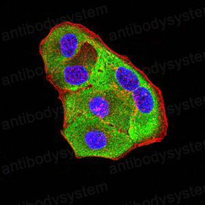 Валидация IF - AntibodySystem RHN97102