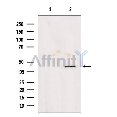 Валидация Affinity DF3640 - 14618