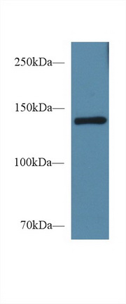 10384