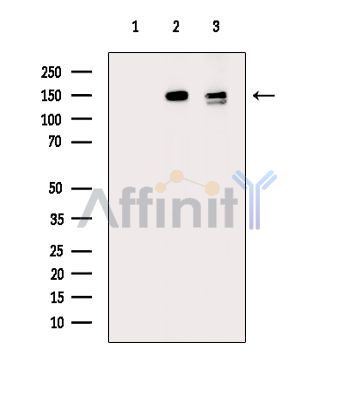 Валидация Affinity DF14971 - 11170