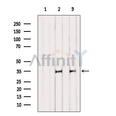 Валидация Affinity DF10301 - 5916
