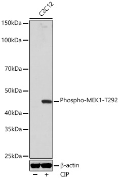 AP1021, вестерн-блоттинг, лизат клеток C2C12 (22901)