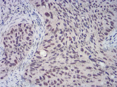 Валидация AntibodySystem RHA07304 (22)
