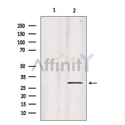 Валидация Affinity DF8905 - 21027