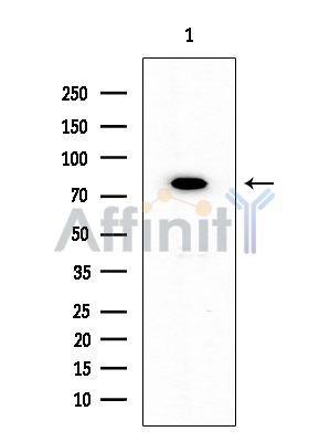 Валидация Affinity AF6067 - 3269