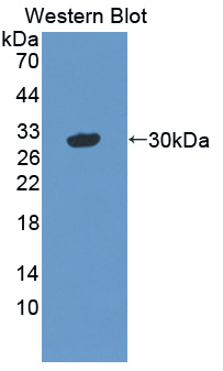 41720
