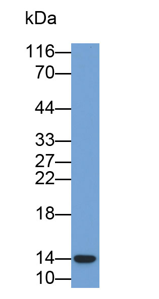 33497