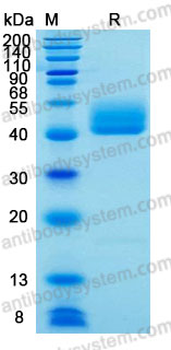 Валидация AntibodySystem AMJ70101