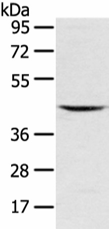 Валидация Elabscience E-AB-17258