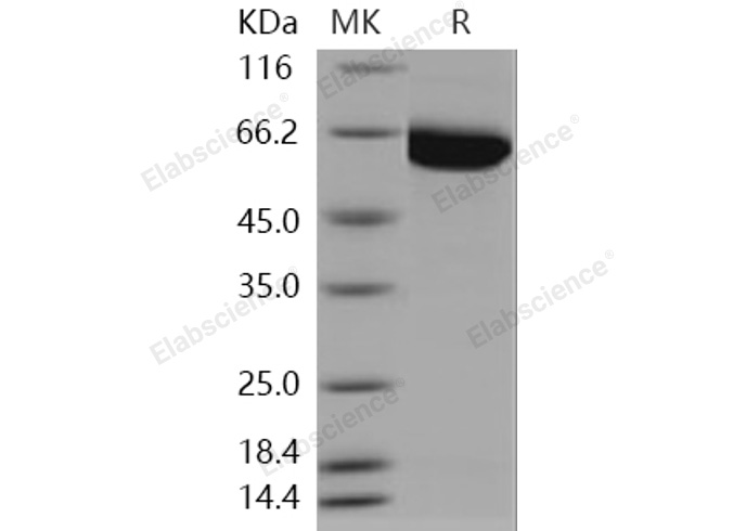 Валидация Elabscience PKSH030366(1304)