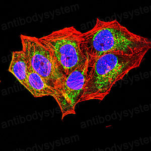 Валидация IF - AntibodySystem RHD96801