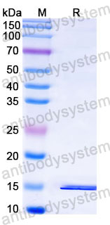 Валидация SDS-PAGE - AntibodySystem RXX00201