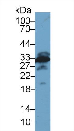 13672